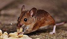 24 Hour & Emergency Exterminators in Grand Rapids, ND